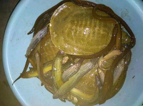 泥鳅钓鱼视频,视频教学带你轻松上钩