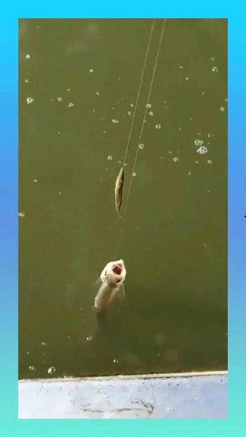 泥鳅钓鱼视频,视频教学带你轻松上钩