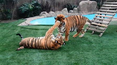 老虎打架视频,揭秘老虎激烈打斗瞬间