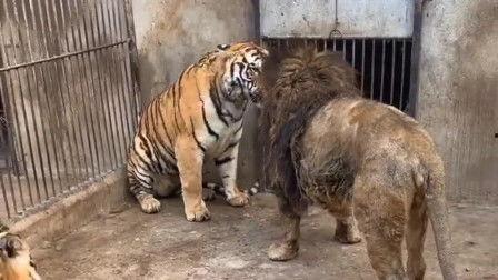 老虎打架视频,揭秘老虎激烈打斗瞬间