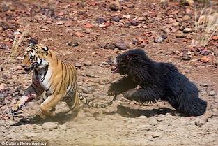 老虎打架视频,揭秘老虎激烈打斗瞬间