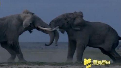 动物世界视频下载,探秘自然奇观，捕捉生命瞬间