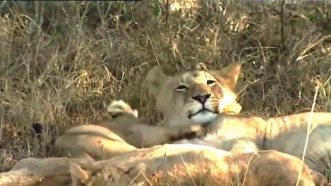 动物世界视频下载,探秘自然奇观，捕捉生命瞬间