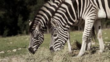 动物世界视频下载,探秘自然奇观，捕捉生命瞬间