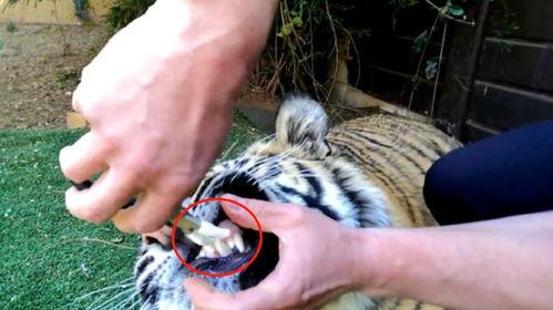 老虎拔牙视频,野生动物医疗的挑战与奇迹