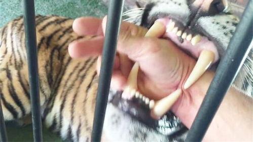 老虎拔牙视频,野生动物医疗的挑战与奇迹