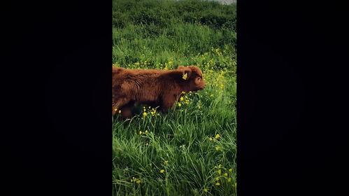 小牛视频,探索短视频新潮流，引领内容创作新风向