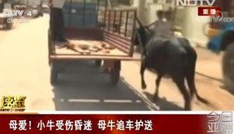 小牛视频,探索短视频新潮流，引领内容创作新风向