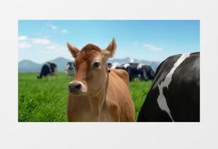 小牛视频,探索短视频新潮流，引领内容创作新风向