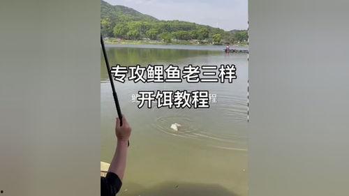 钓鱼方法视频,高效钓鱼技巧全解析