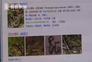 蛇游泳视频,揭秘蛇游泳的神秘瞬间