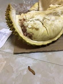 蛆的视频,视频揭示生命循环的奥秘