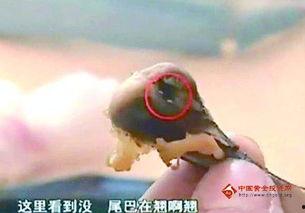 蛆的视频,视频揭示生命循环的奥秘