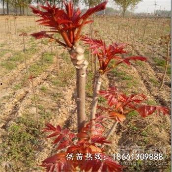 香椿种植视频,从播种到收获的实用教程