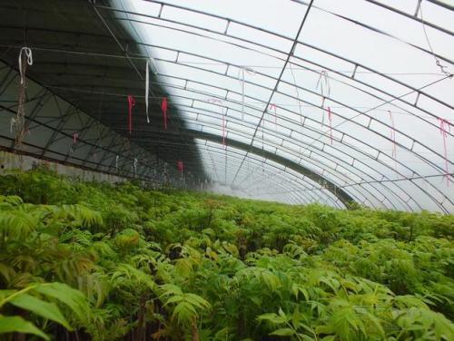 香椿种植视频,从播种到收获的实用教程