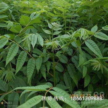 香椿种植视频,从播种到收获的实用教程