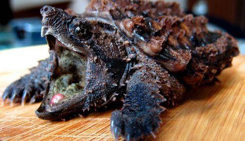 大鳄龟视频大全,揭秘水中巨兽的神秘生活