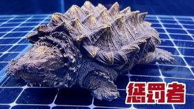 大鳄龟视频大全,揭秘水中巨兽的神秘生活
