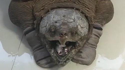 大鳄龟视频大全,揭秘水中巨兽的神秘生活