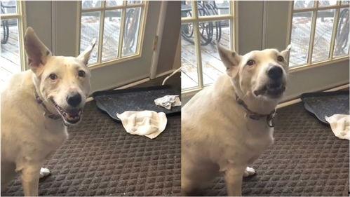 小狗叫视频,小狗欢快叫声视频集锦