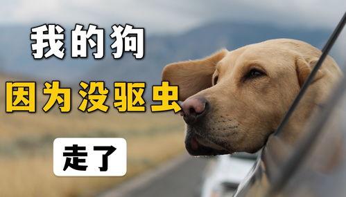 小狗叫视频,小狗欢快叫声视频集锦