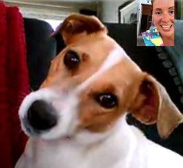 小狗叫视频,小狗欢快叫声视频集锦