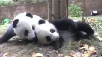 大熊猫打架视频