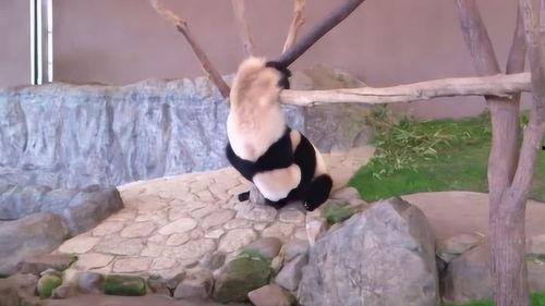 大熊猫打架视频