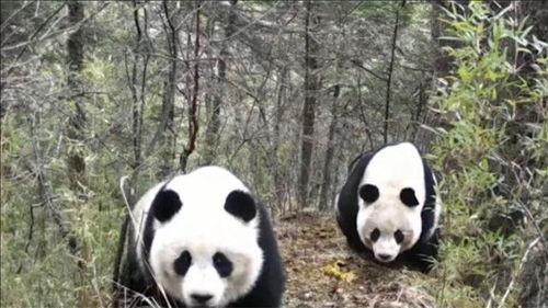 大熊猫打架视频