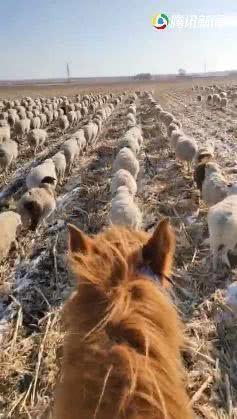 羊群视频,揭秘羊群效应背后的心理奥秘