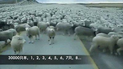 羊群视频,揭秘羊群效应背后的心理奥秘