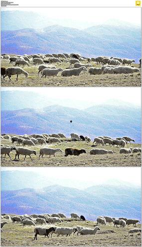 羊群视频,揭秘羊群效应背后的心理奥秘