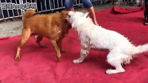 土狗打架视频