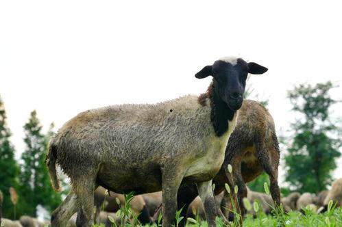 关于羊的视频,温馨羊群生活片段集锦