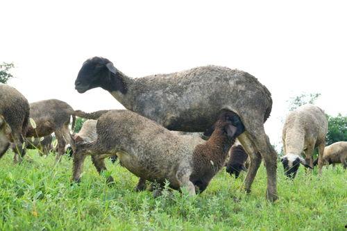 关于羊的视频,温馨羊群生活片段集锦