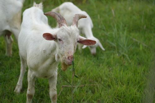 关于羊的视频,温馨羊群生活片段集锦