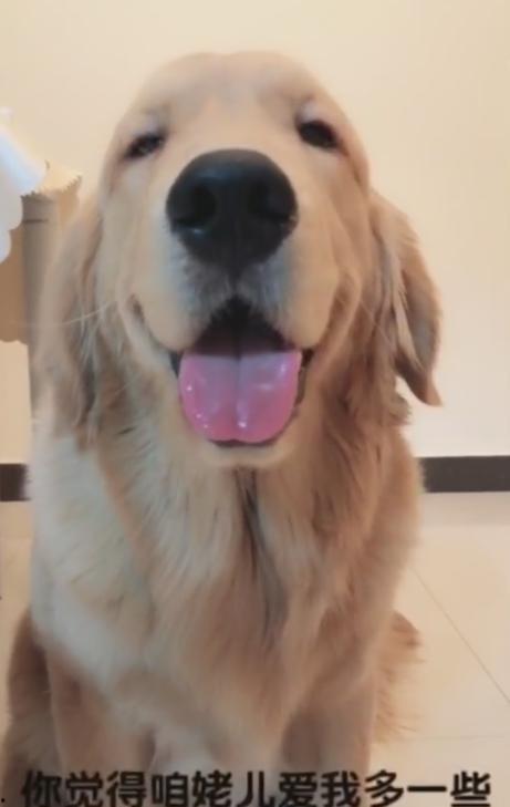 金毛搞笑视频,萌宠笑料不断，欢乐满屏！