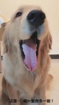 金毛搞笑视频,萌宠笑料不断，欢乐满屏！