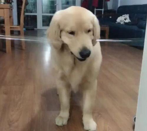 金毛搞笑视频,萌宠笑料不断，欢乐满屏！