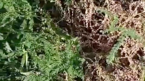 黄芪视频,养生瑰宝，强身健体的天然良药