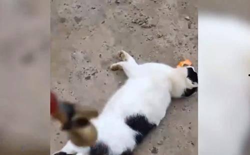 猫被打死视频,猫咪无辜被打死，引发网友愤怒与反思