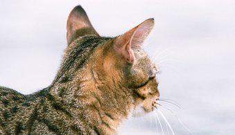 猫被打死视频,猫咪无辜被打死，引发网友愤怒与反思