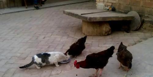 猫被打死视频,猫咪无辜被打死，引发网友愤怒与反思