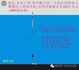 调漂视频教程,跟随视频教程轻松掌握钓鱼高招