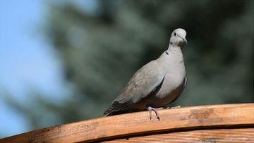 鸽子视频素材