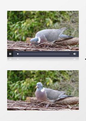 鸽子视频素材