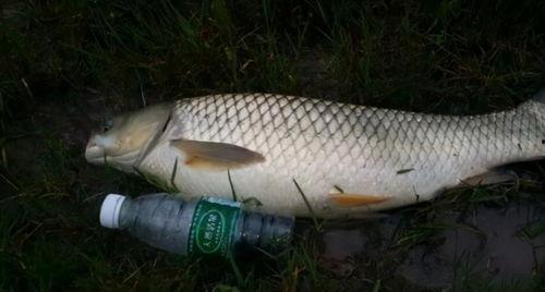 野钓草鱼视频,跟随视频学钓技