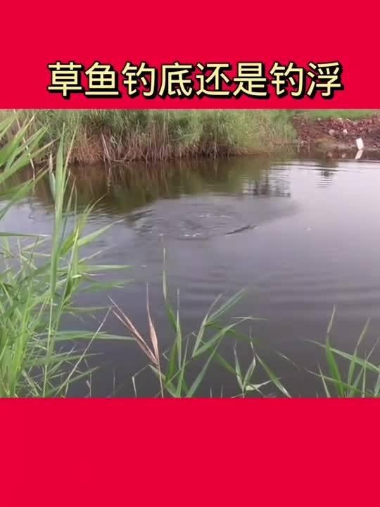 野钓草鱼视频,跟随视频学钓技