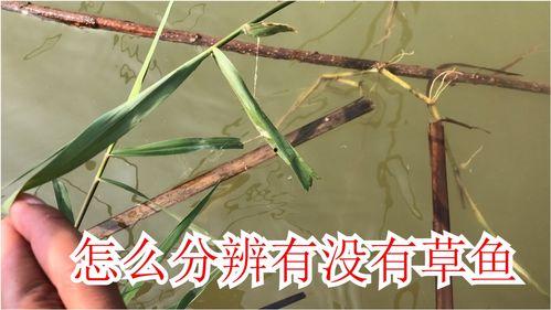 野钓草鱼视频,跟随视频学钓技