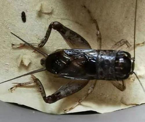 捉蛐蛐视频,夏日乡村童趣再现